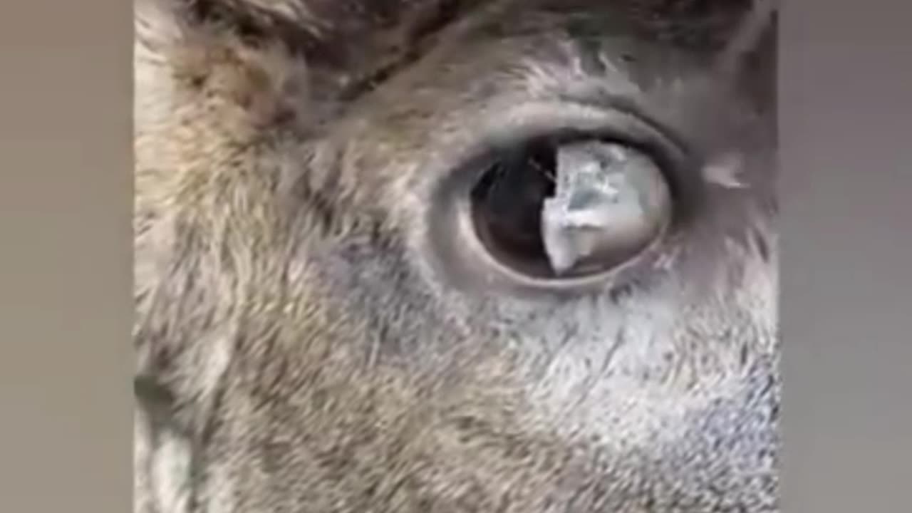 Deer is blind from lack of pollution