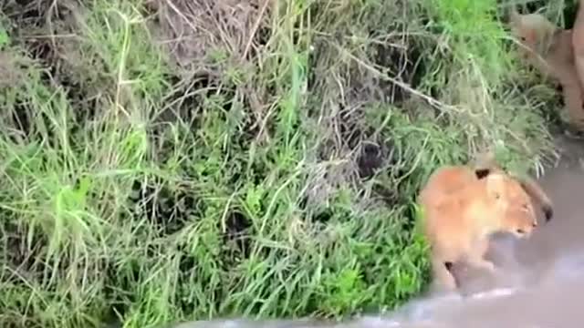 The little lion crossed the river and was almost washed away