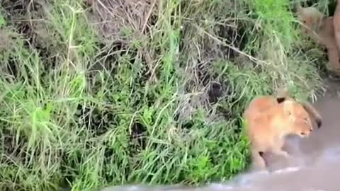 The little lion crossed the river and was almost washed away