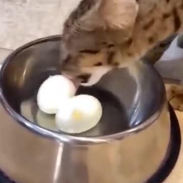 hahahaha cat eat eeg