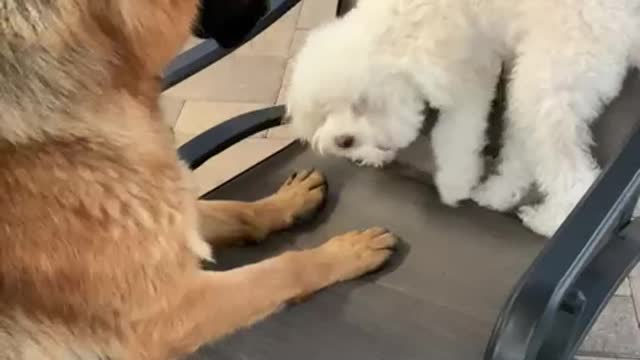 German Shepard punches Maltipoo!