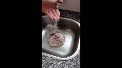 Hedgehog taking a bath