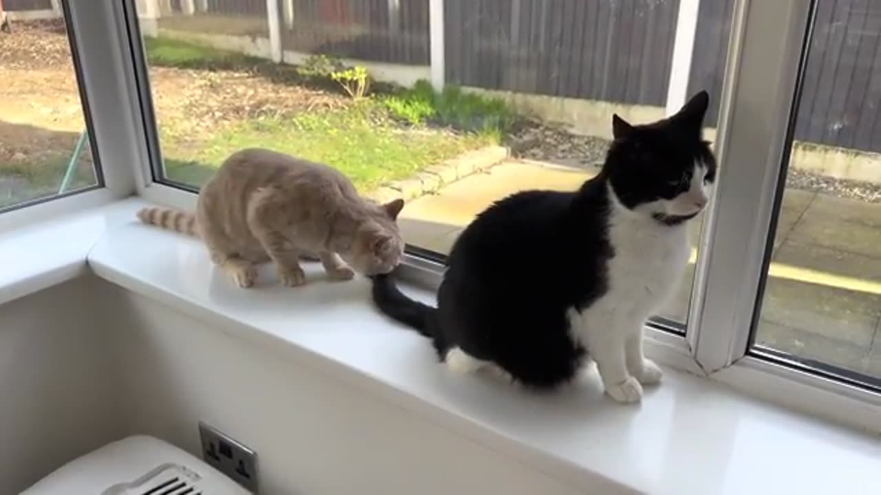 Cat Scolds Kitten For Biting His Tail