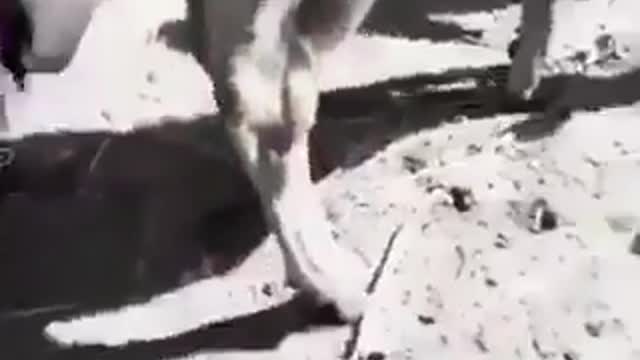 cow gave a cake