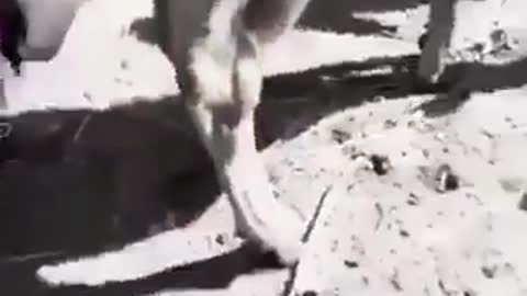 cow gave a cake