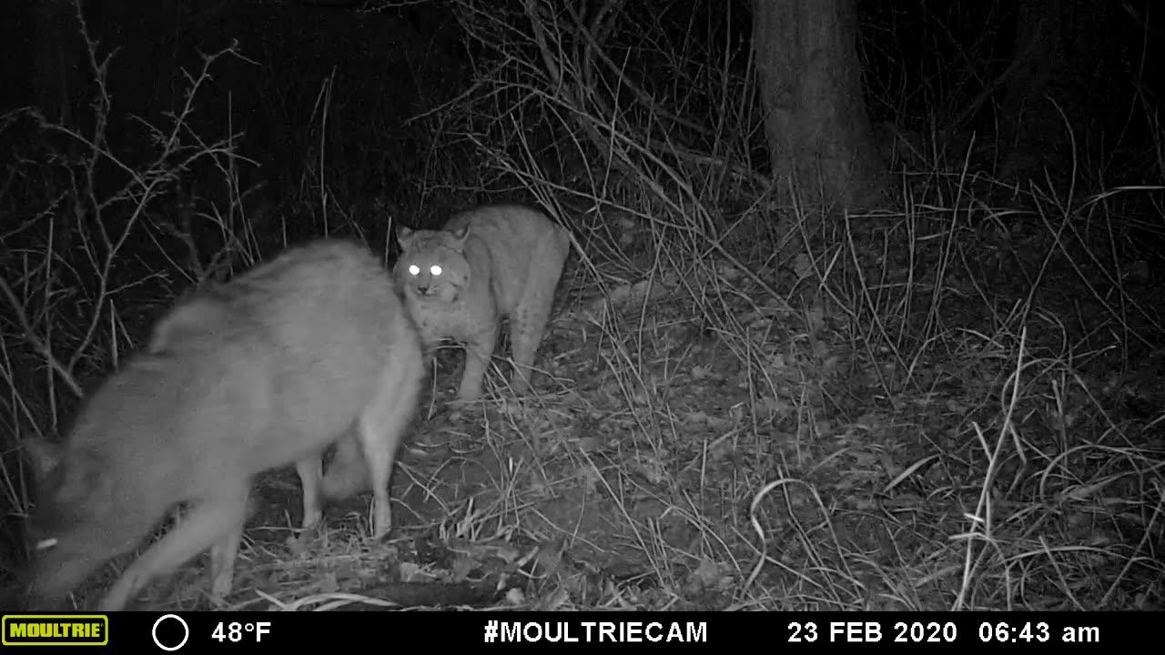 Coyote πΊπΊ And Bobcat Fight π―π―