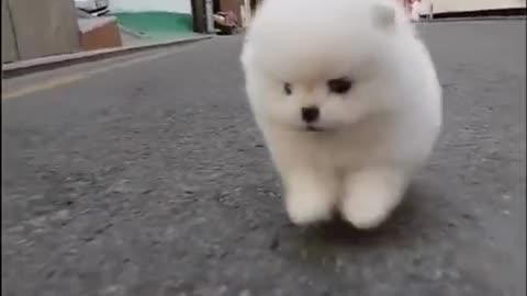 cute~dog