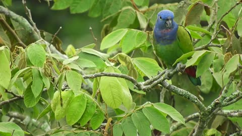 Blue headed parrots