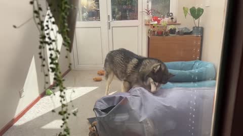 What is My Husky Trying to HIDE From?!