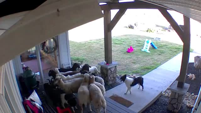 Border Collie herds sheep onto the porch!!_Cut