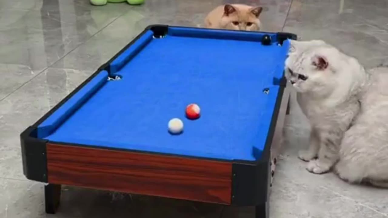 Funny Animal 😆😆😆