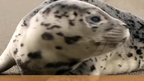 Nature Quotes By Famous People #shorts