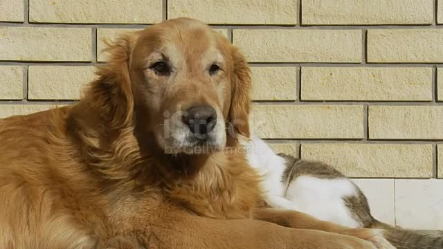 Golden Retriever resting on the grass, while little kitten teasing and playing with the dog.