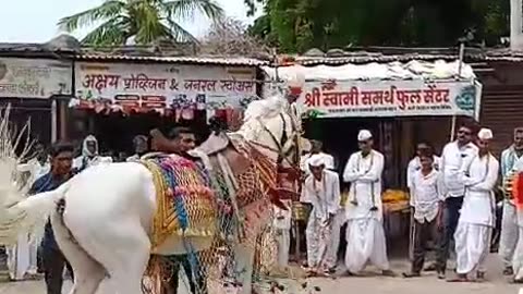 Horse Dancing at Street