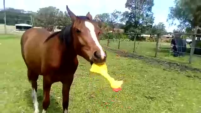 Horse Playing with a Rubber Chicken