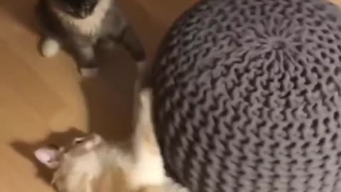 Funny cats video 😂