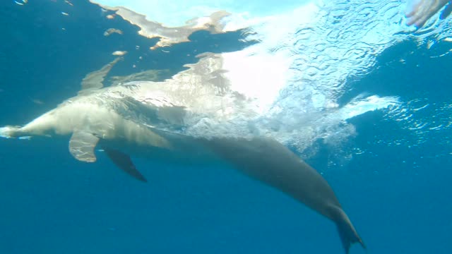 swimming dolphin