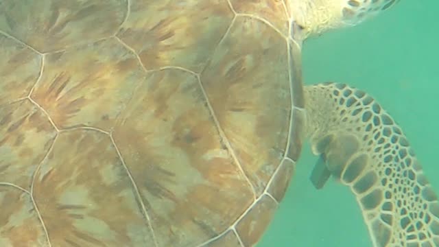 Snorkeling With A Sea Turtle - Escambron Beach - Puerto Rico #shorts