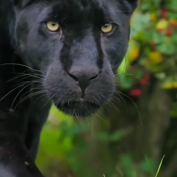Watch a black jaguar as its prey (bounce on the end) wildlife animals