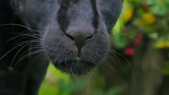 Watch a black jaguar as its prey (bounce on the end) wildlife animals