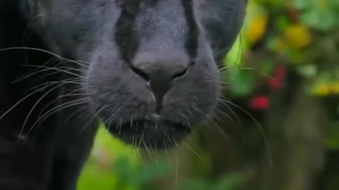 Watch a black jaguar as its prey (bounce on the end) wildlife animals