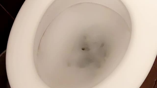 Spider Survives Toilet Flush