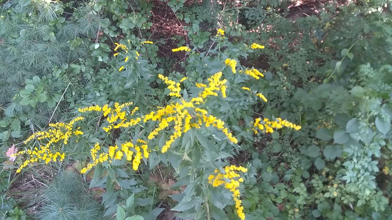 Goldenrod