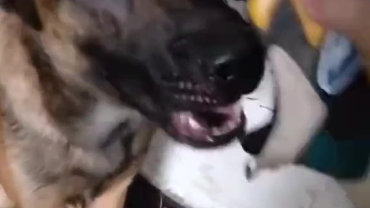 #puppy #funnydog #funnyvideo