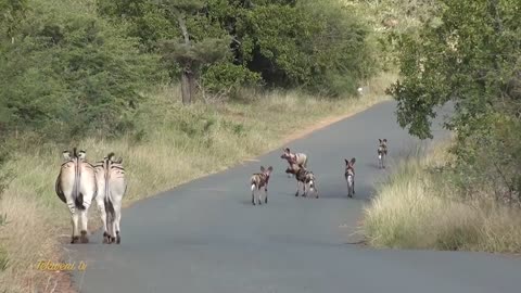 Warthog vs Pack of Wild Dogs - Clever Wild Animals