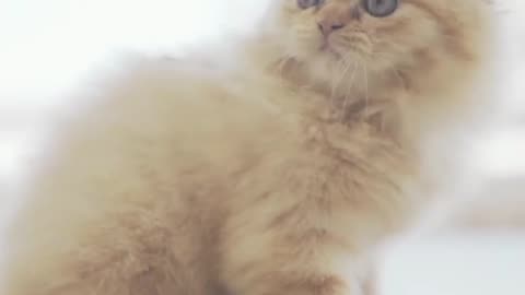 Cute cat funny video and amazing cat