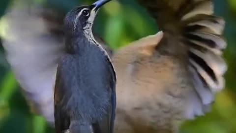 Cute & amazing bird dance 🥰😍