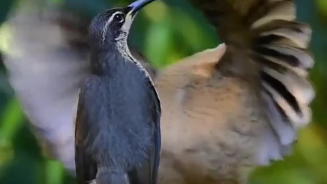 Cute & amazing bird dance 🥰😍