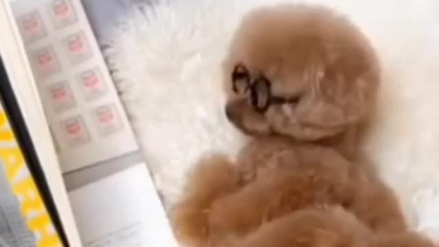 Funny Dog Videos