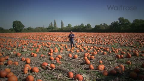 Dhruv Baker meets a pumpkin farmer