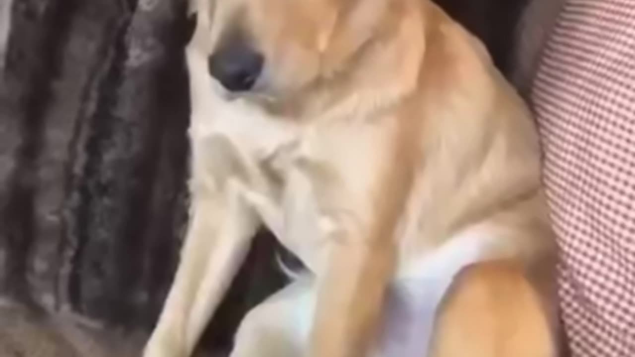 When you donโt take him for a walk ๐ฎโ๐จ๐ฎโ๐จ
