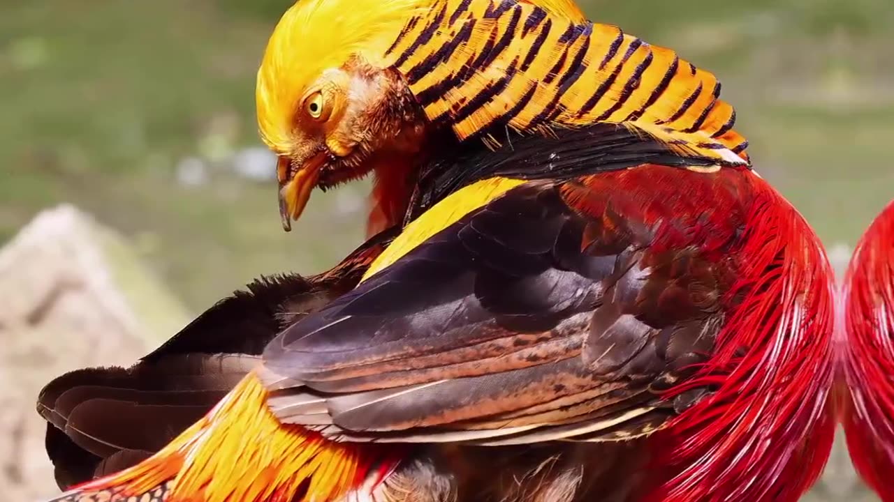 Most beautiful animals to have ever existed