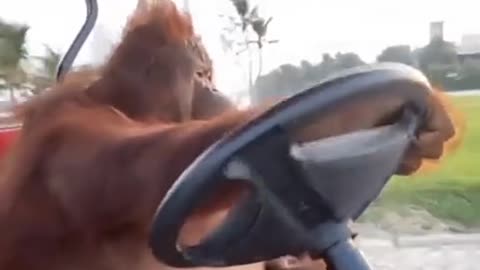 ORANGUTAN ENJOYS GOLF CART RIDE