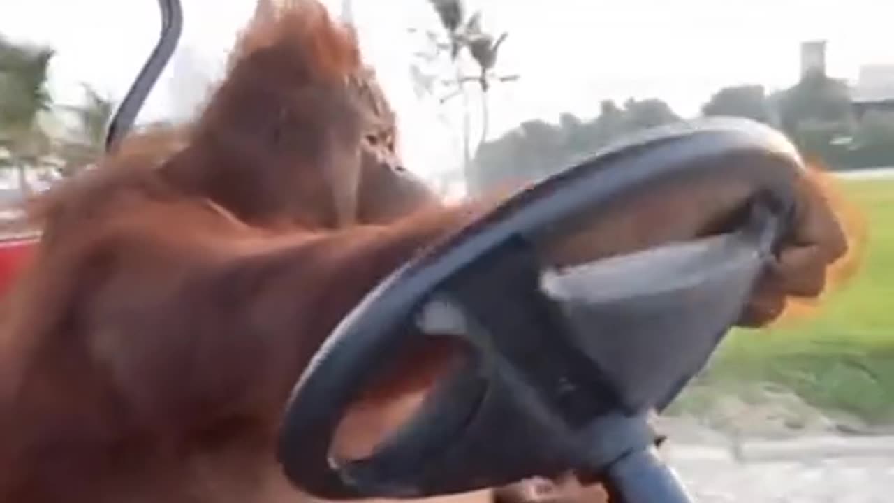 ORANGUTAN ENJOYS GOLF CART RIDE