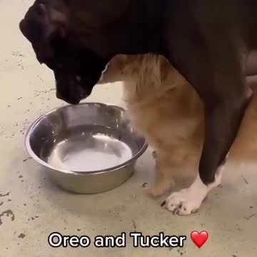 whats love gotta do with it we all need friends real friends real love #dog #animals #funny #love