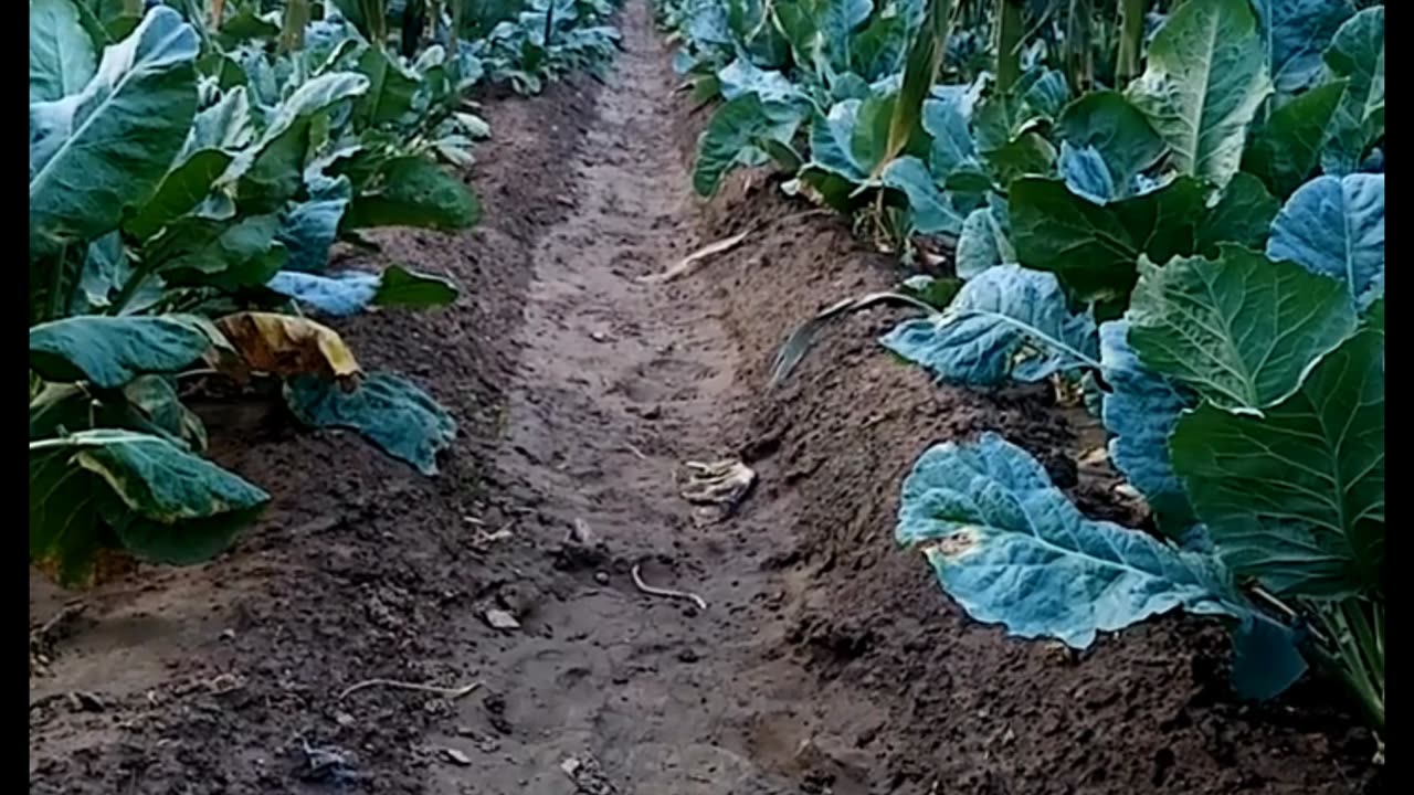 corn roasting in fields