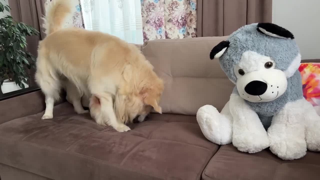 Funny Reaction of a Golden Retriever to a Husky Soft Toy