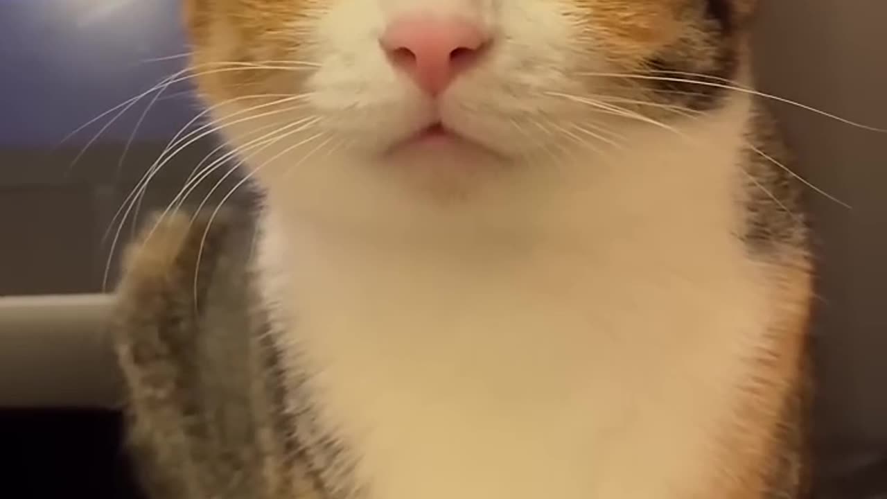 Funny Cat Video