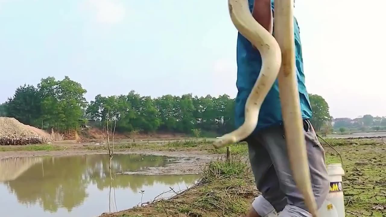 Amazing video fishing using snake catch