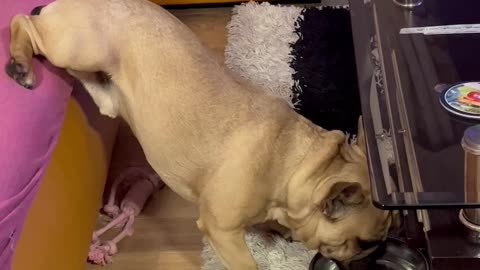 Dog Won't Leave Bed to Drink