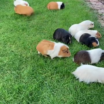 Guinea pigs mowing my back yard