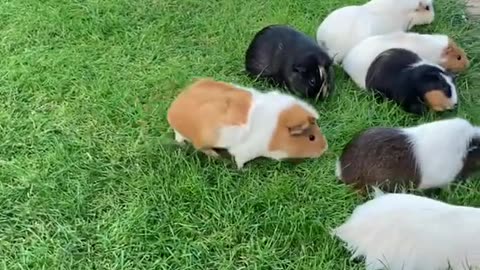 Guinea pigs mowing my back yard