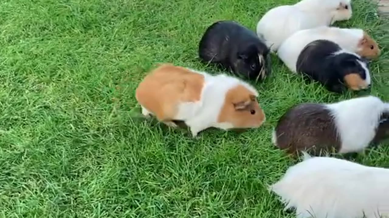 Guinea pigs mowing my back yard