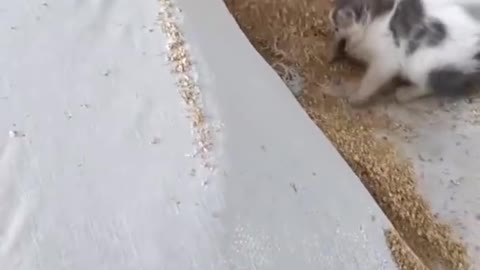 Cat feast