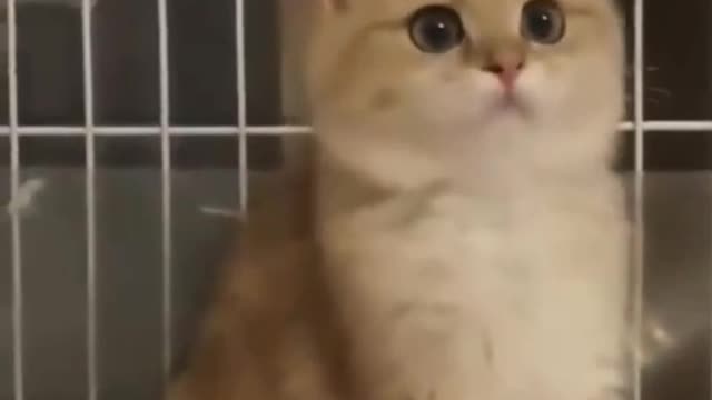 This cat is very good looking, it will definitely look good when it grows up