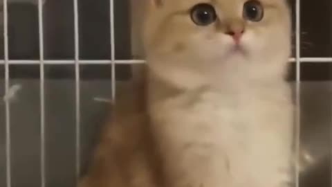 This cat is very good looking, it will definitely look good when it grows up